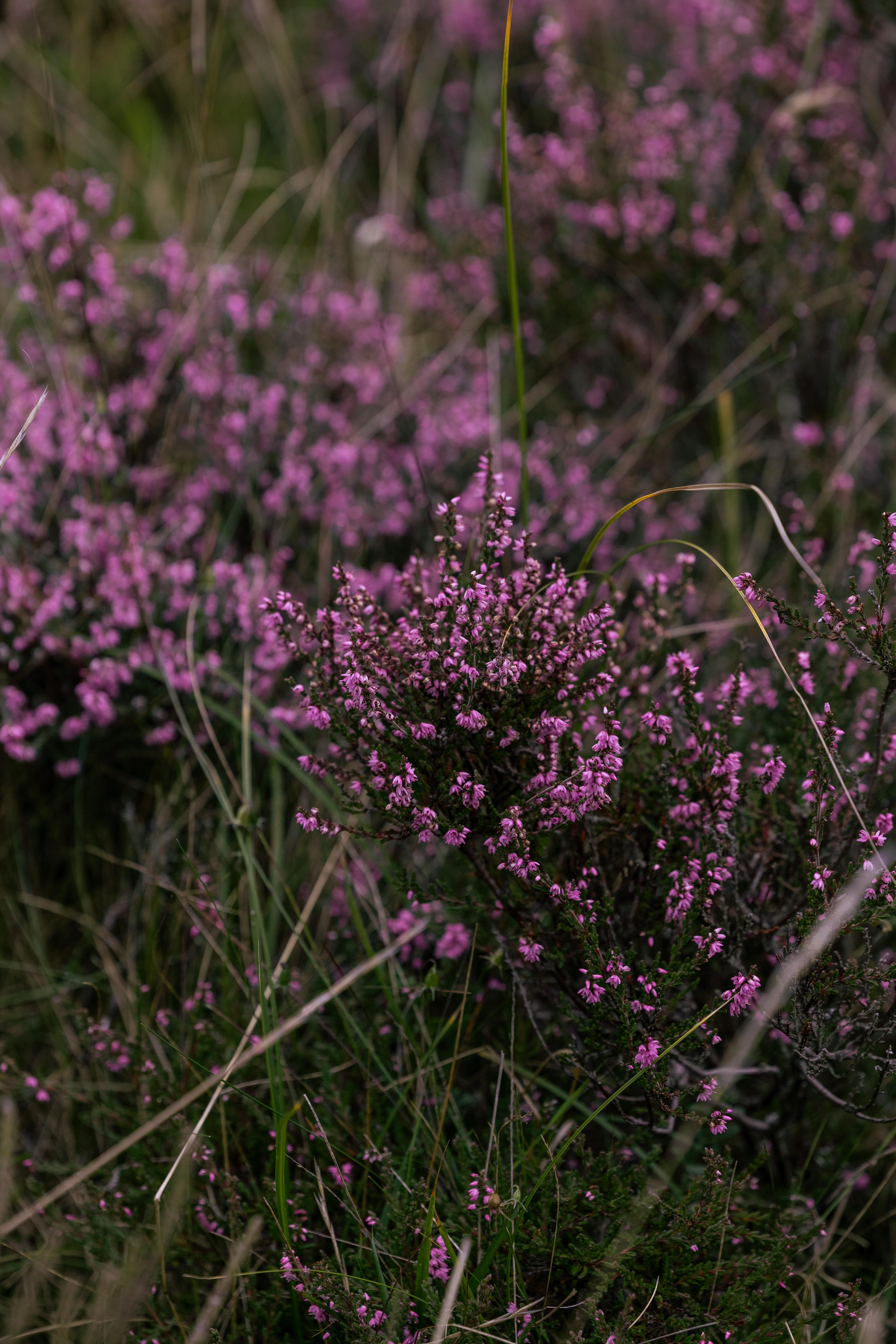 Dornoch Station Hotell Eksteriør bilde Calluna vulgaris
