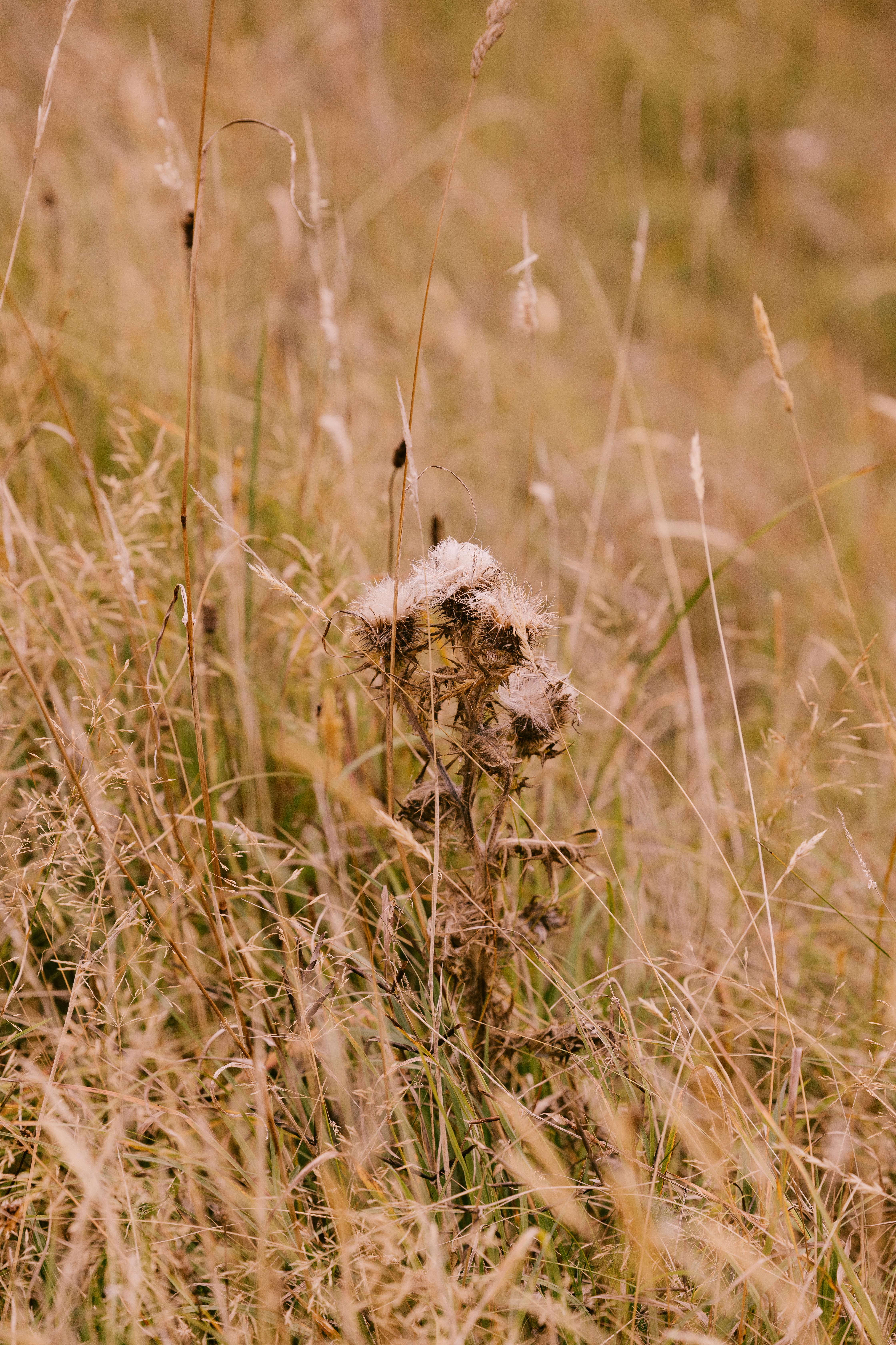 Dornoch Station Hotell Eksteriør bilde Seedhead